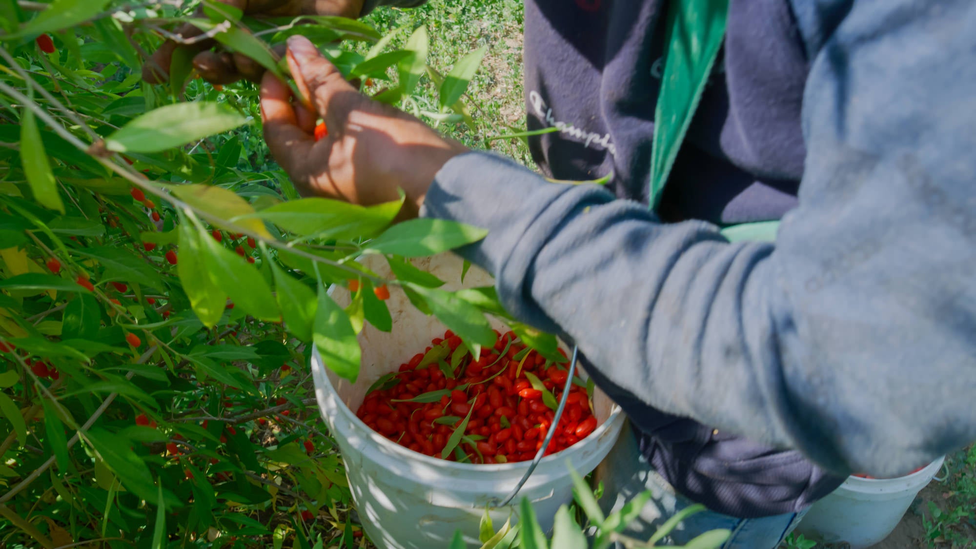 Load video: Goji Farmers are hard at work planting new clones in the fields and harvesting by hand to bring you the finest american grown goji on earth.